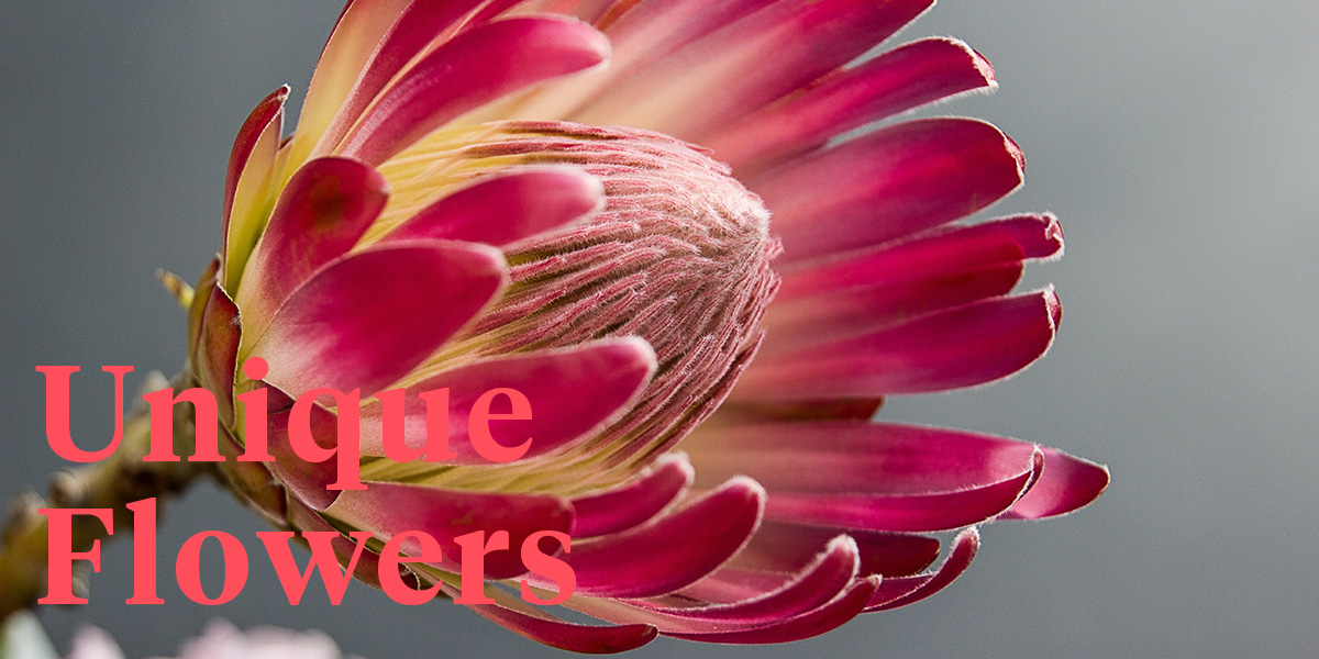 designing-with-south-african-flowers-header