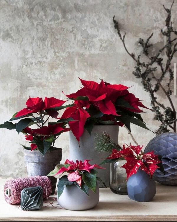 How the Poinsettia Became an Indispensable Part of Christmas Christmas Flower