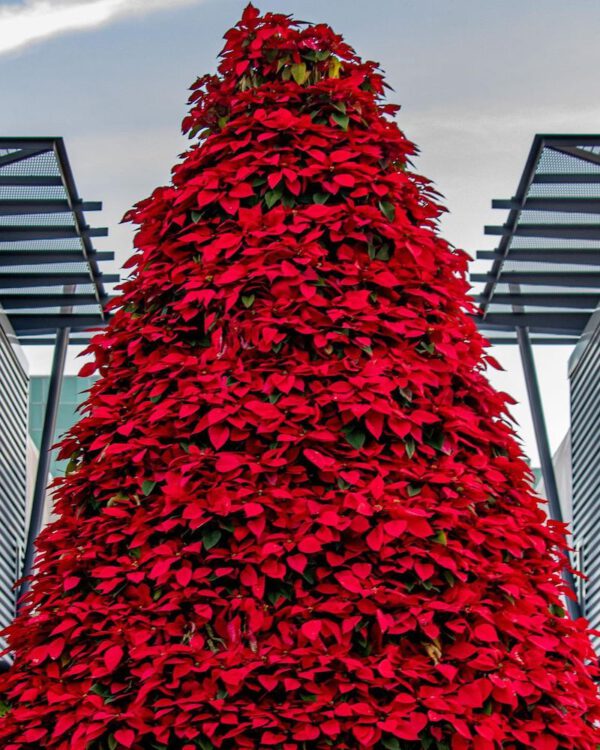 How the Poinsettia Became an Indispensable Part of Christmas Christmas Star