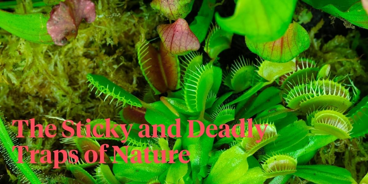 its-insects-vs-carnivorous-plants-in-the-green-reapers-macro-timelapses-header