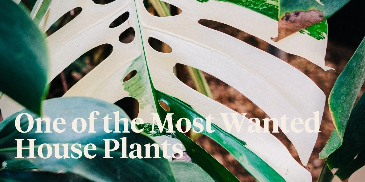 monstera-deliciosa-albo-variegata-the-most-expensive-plants-in-the-world-header