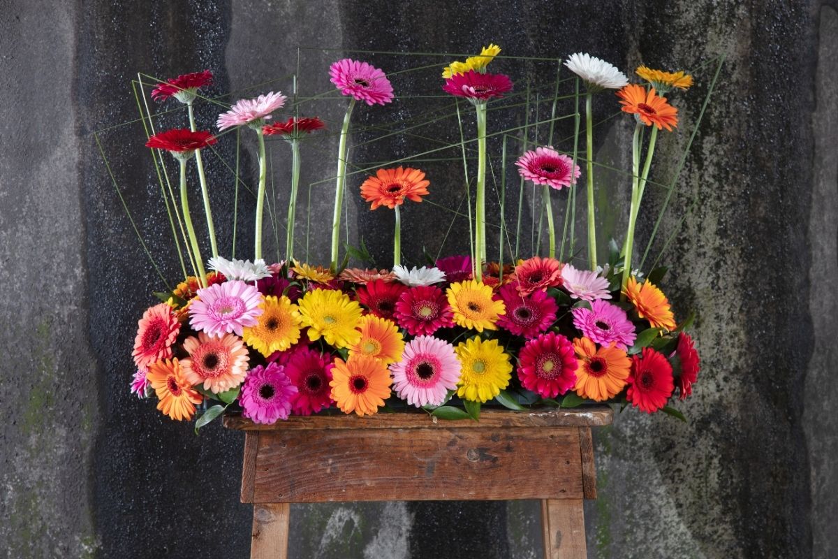 Gerbera United Online Booth TOTF - Design with gerberas Perfection 01