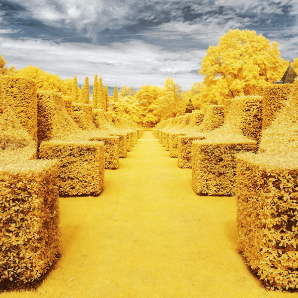 pierre-louis-ferrer-captures-nature-in-yellow-featured