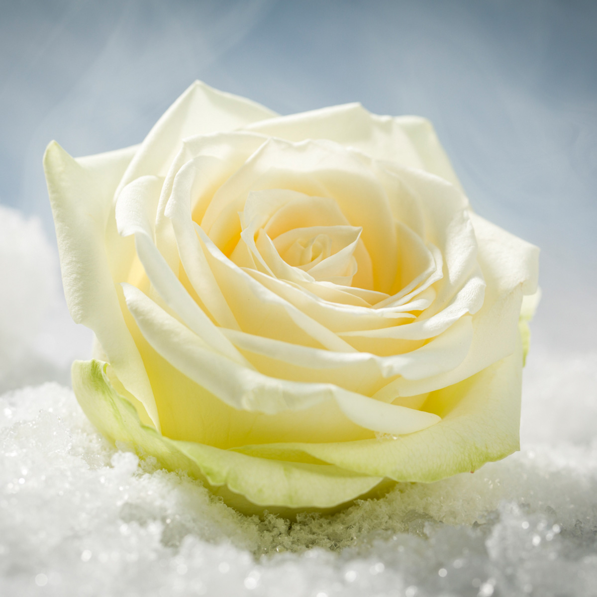 a-new-white-rose-with-superpower-featured
