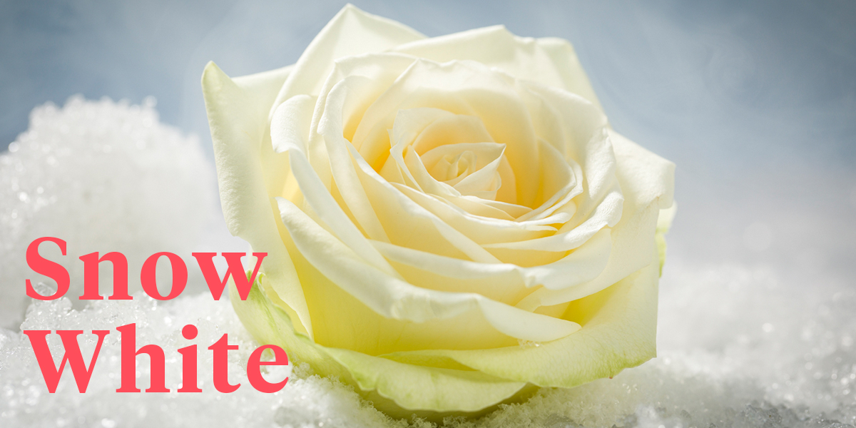 a-new-white-rose-with-superpower-header