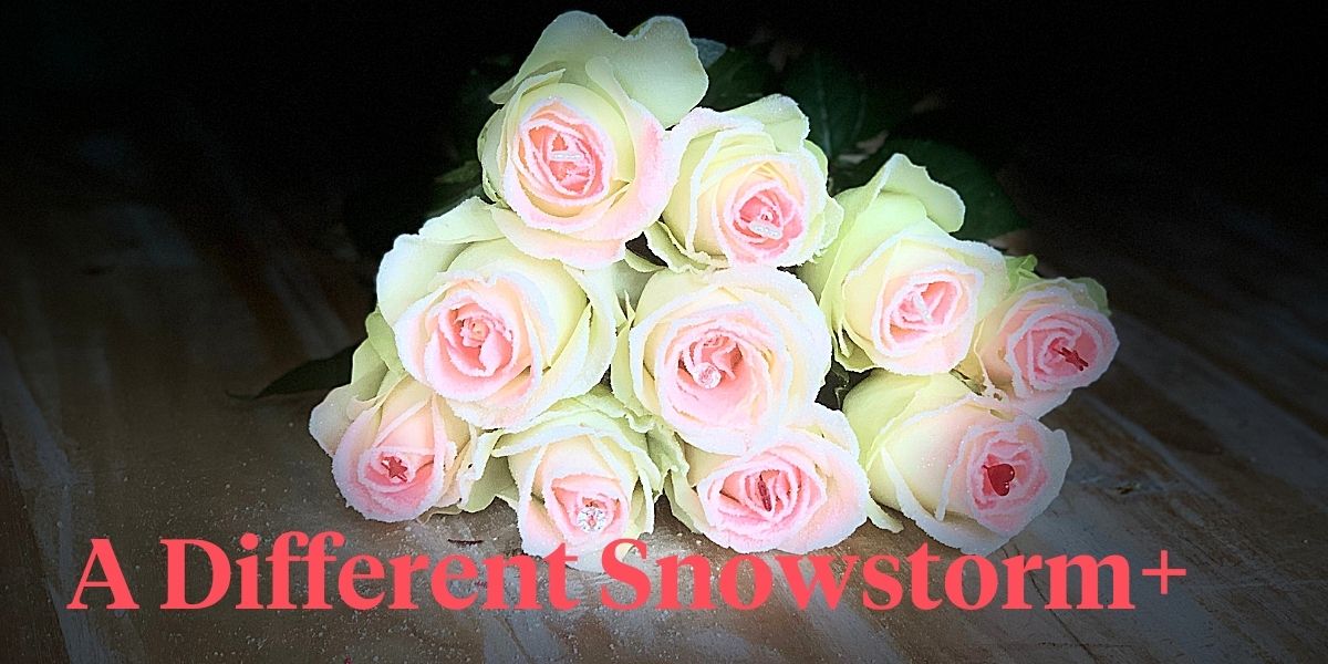 vip-roses-by-sassen-is-creative-with-snowstorm-header