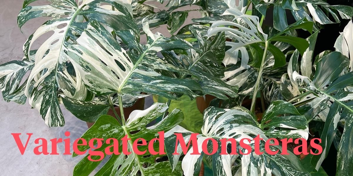 All Variegated Monstera Plants - Albo, Aurea, Sport, Mint & Thai