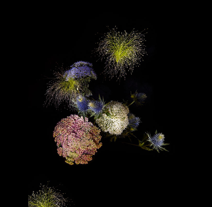 fireworks-with-real-flowers-by-sarah-illenberger-featured