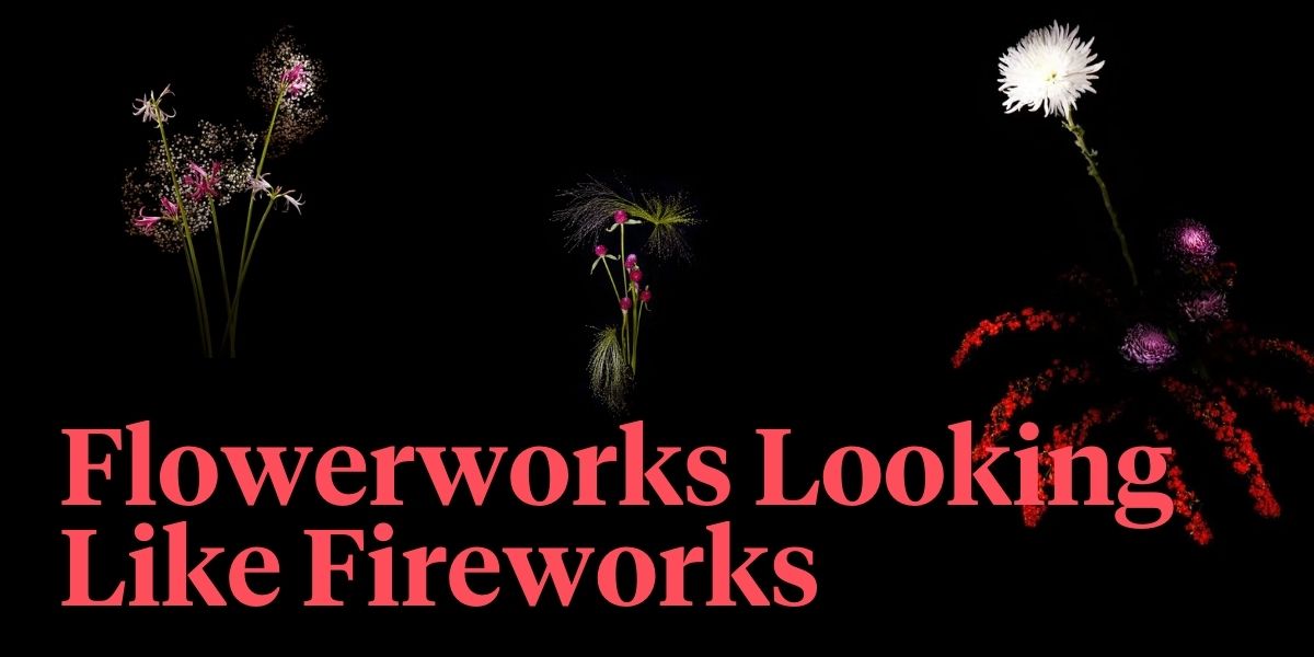 fireworks-with-real-flowers-by-sarah-illenberger-header