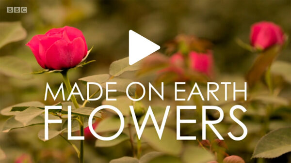 TOTF2021SE 35 Union Fleurs 01 BBC Made on Earth - Flowers