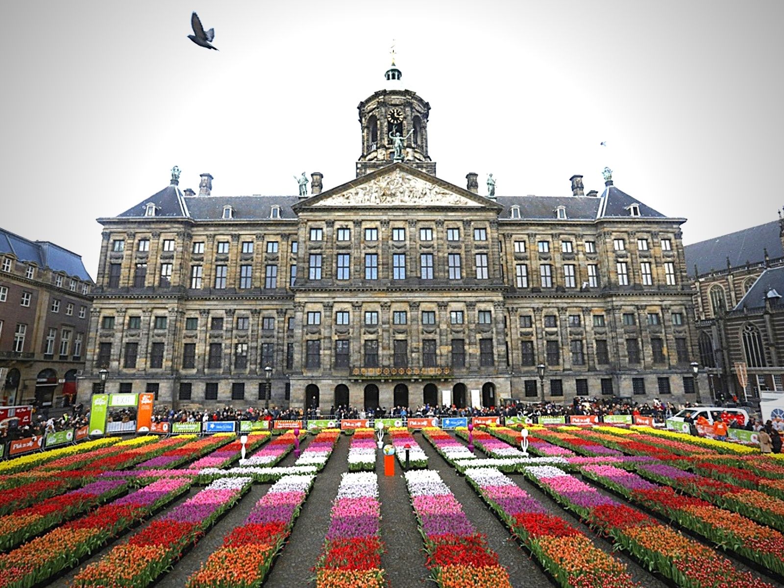 Dutch Tulip Day