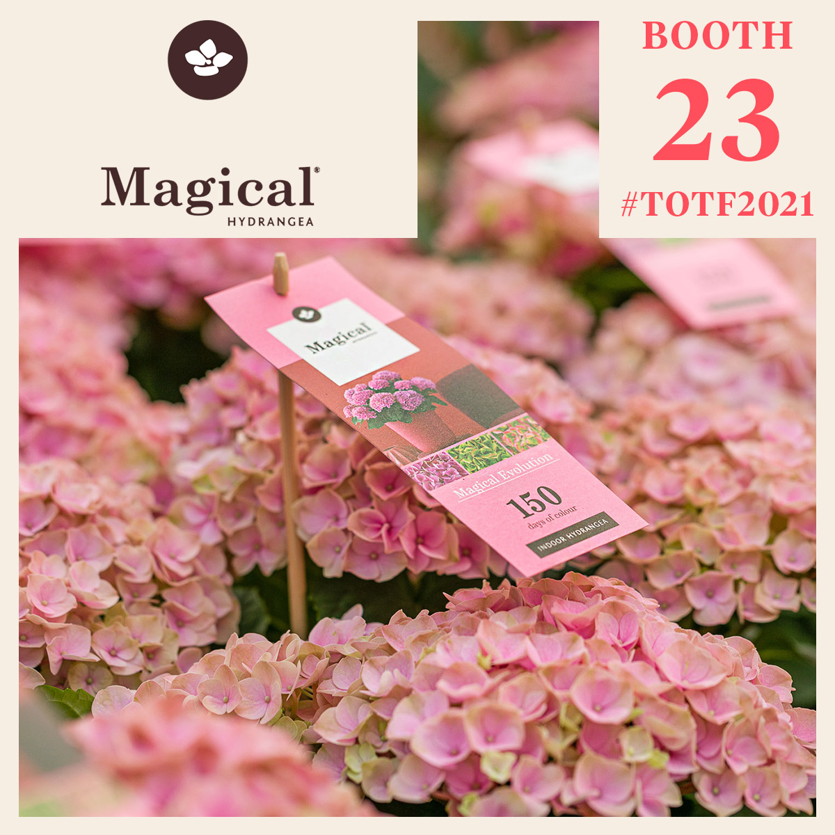 magical-hydrangea-guides-you-through-natures-wonders-and-colors-featured