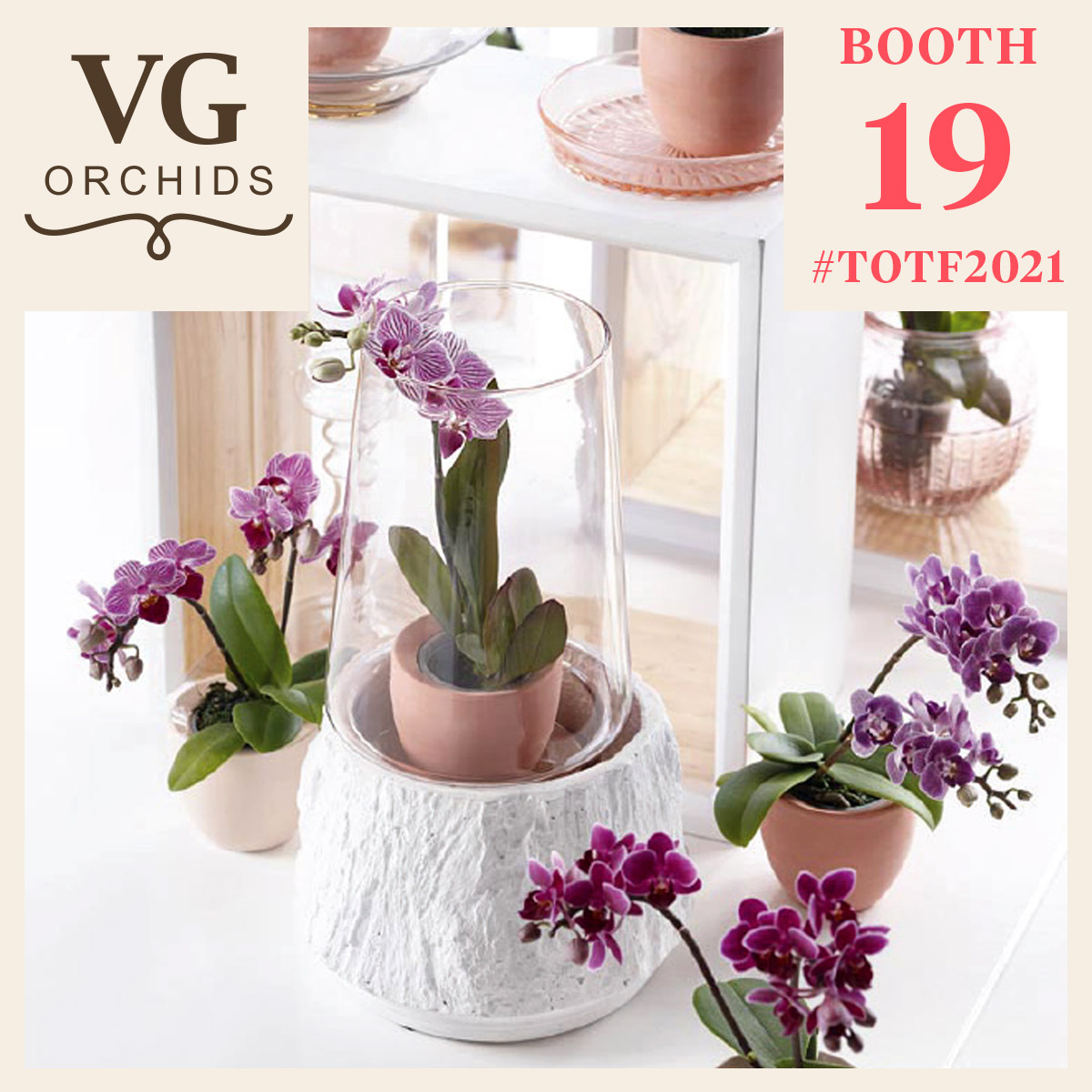 vg-orchids-presents-tiny-dolls-featured