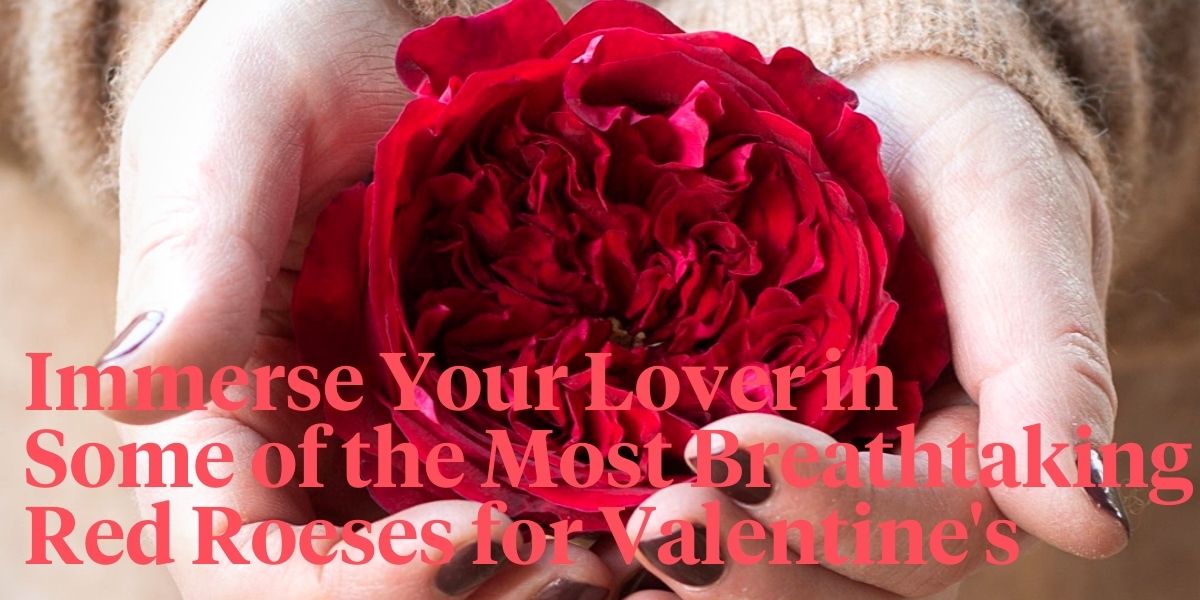 which-red-roses-do-you-choose-for-valentines-day-header