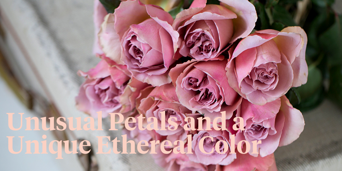 cafe-latte-roses-will-quench-your-thirst-header