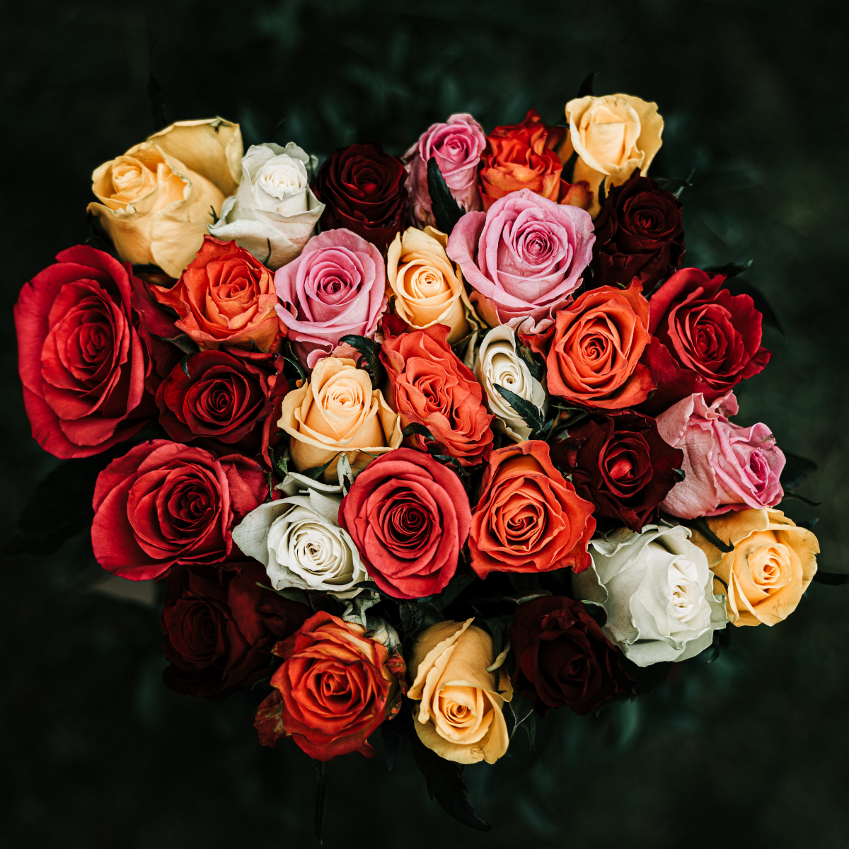 Rose Color Meanings - Fiftyflowers