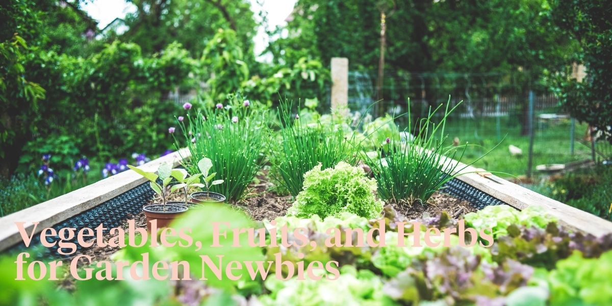 edible-plants-to-easily-grow-in-your-garden-header