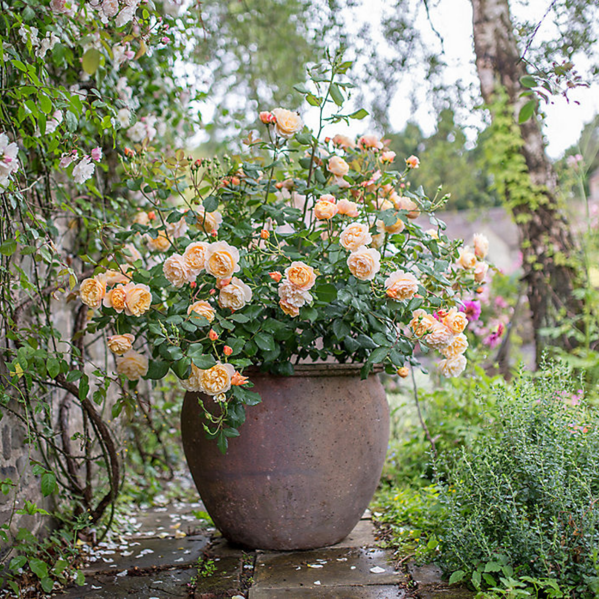 the-best-david-austin-rose-shrubs-featured