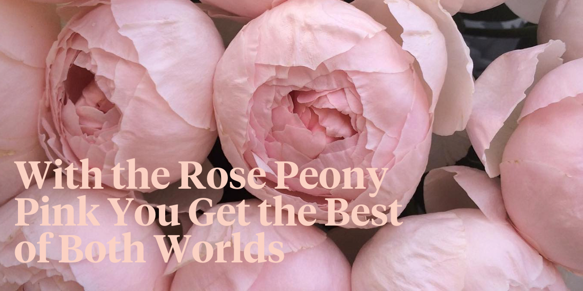 the-high-risk-high-reward-heavenly-scented-rose-peony-pink-header
