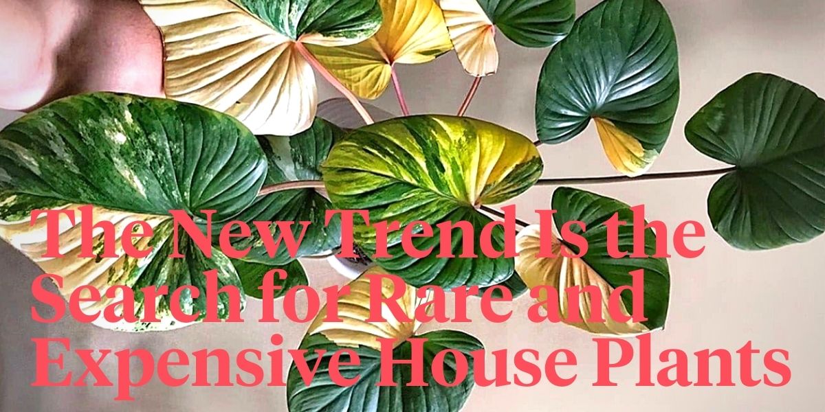 are-expensive-houseplants-the-new-interior-design-objects-header