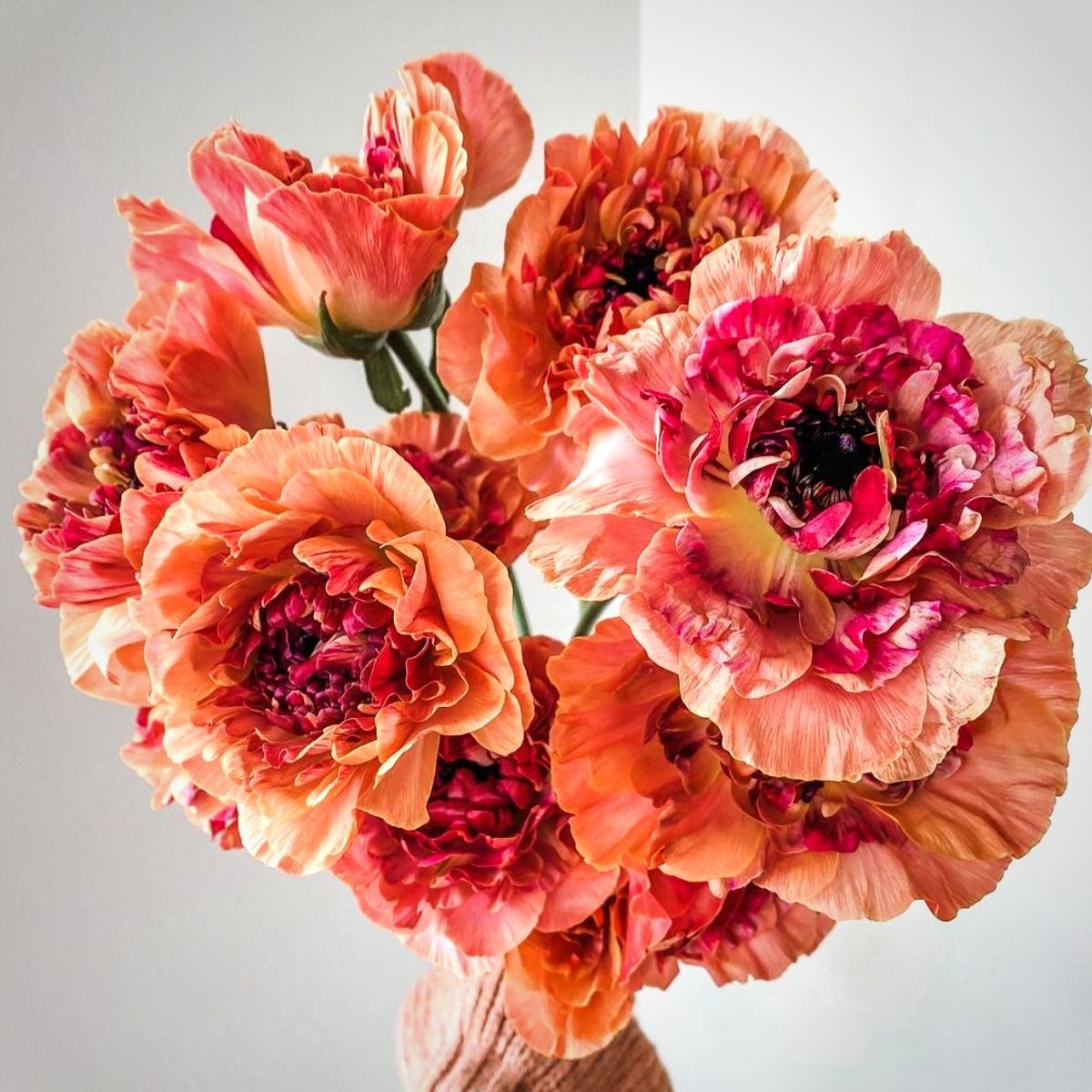 your-favorite-japanese-ranunculus-named-charlotte-featured