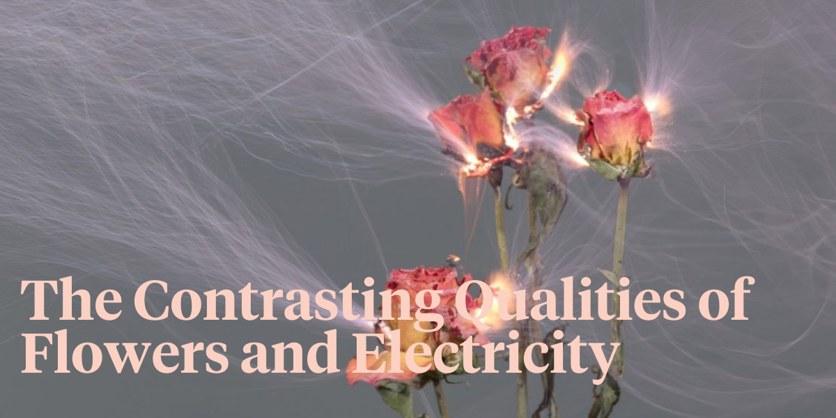 hu-weiyi-lights-up-flowers-with-electricity-header