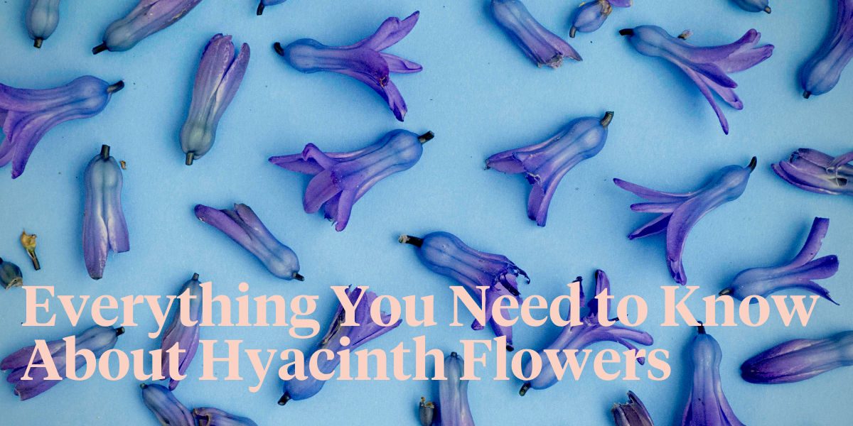 the-colorful-hyacinth-and-its-rich-backstory-header