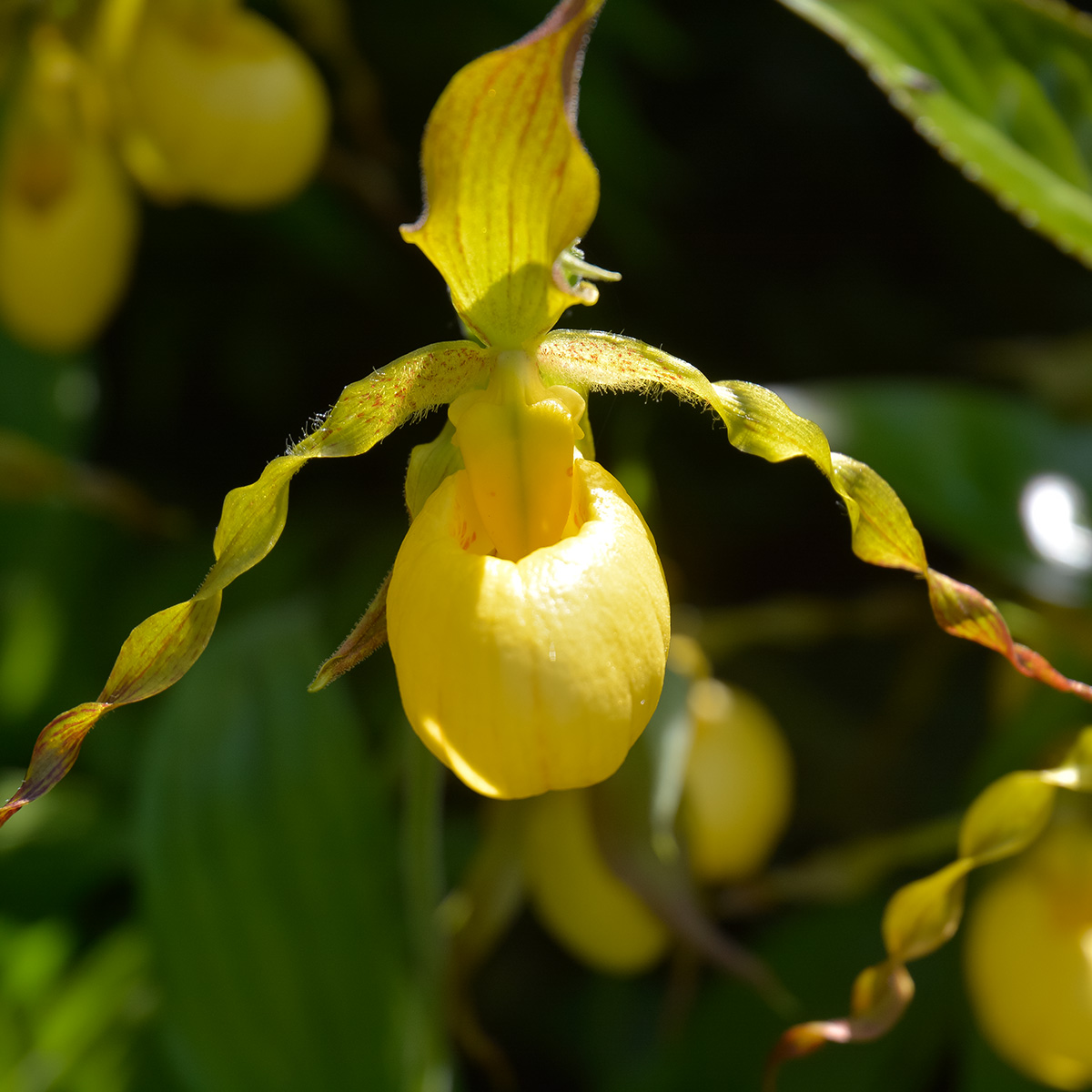cypripedium-a-pearl-in-your-garden-featured