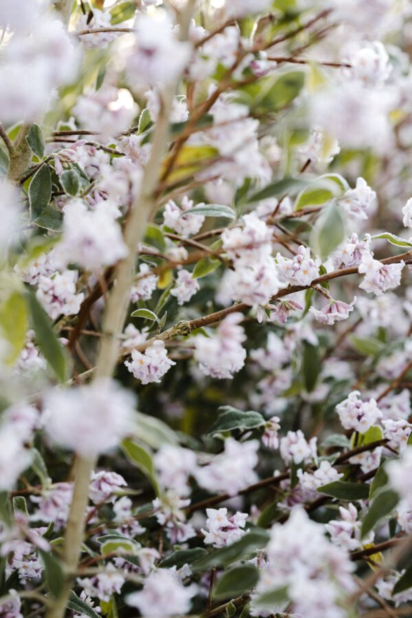 How Adding Plants To Your Bedroom Benefits Sleep - jasmine plant on thursd