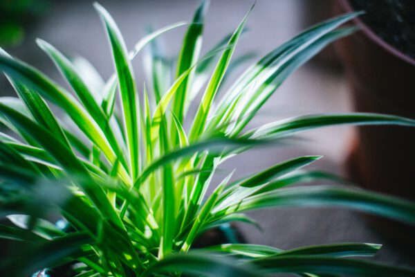 fukayamamo- How Adding Plants To Your Bedroom Benefits Sleep - spider plant
