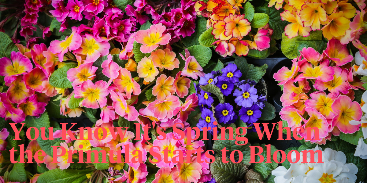 its-the-perfect-time-for-primulas-header