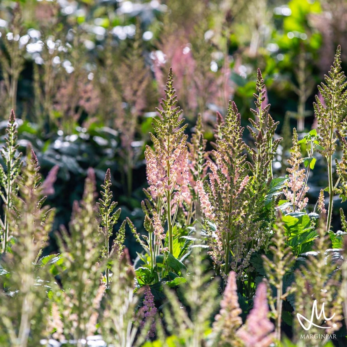 astilbe-with-her-airy-plumes-featured