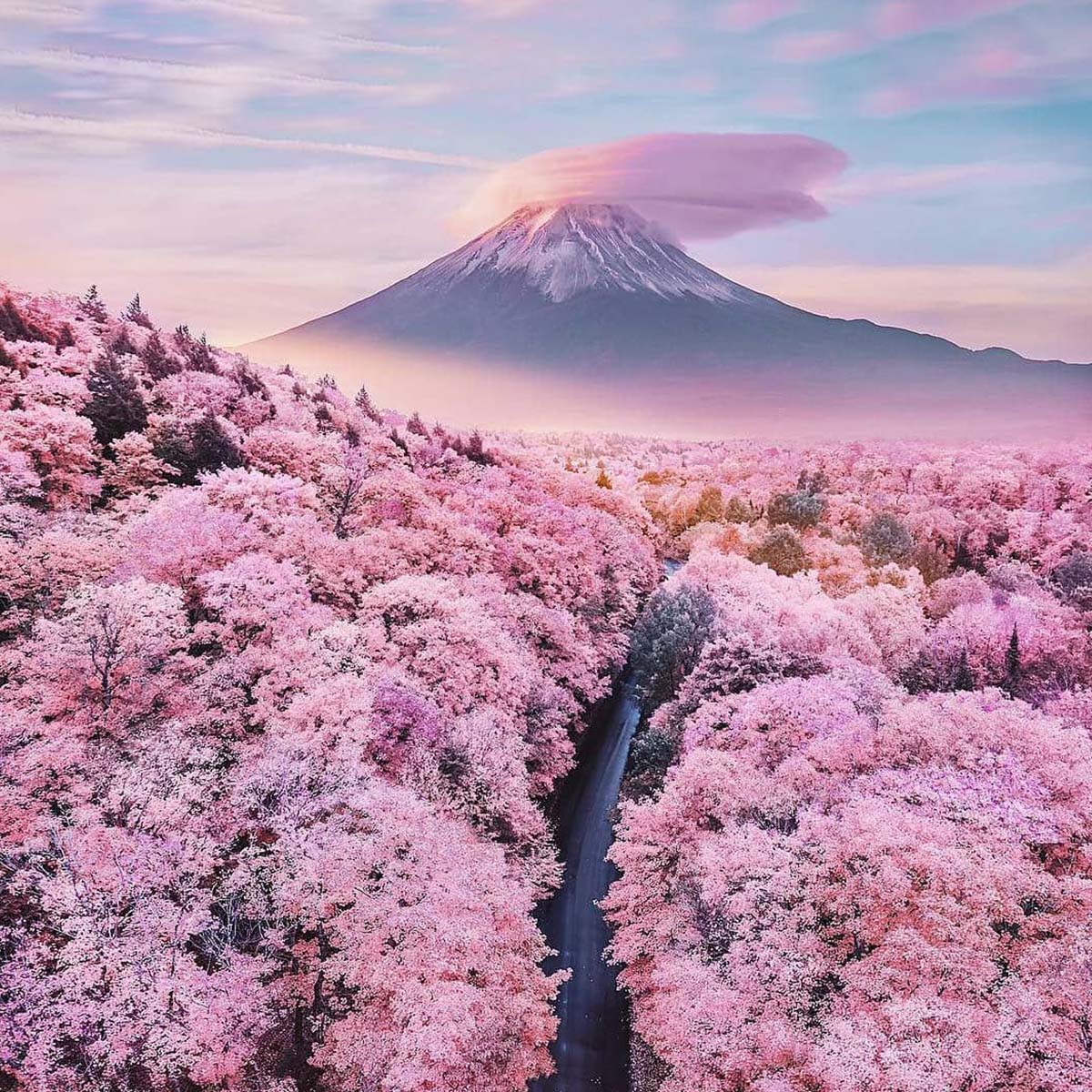 5-best-cherry-blossom-spots-or-sakura-around-mount-fuji-featured