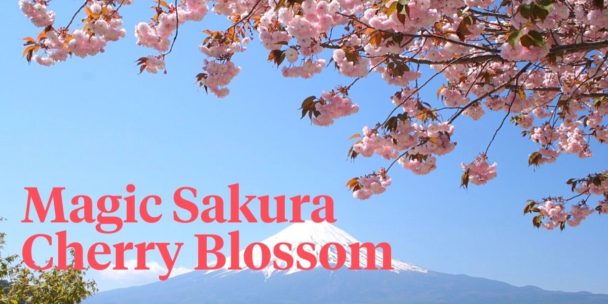 5-best-cherry-blossom-spots-or-sakura-around-mount-fuji-header