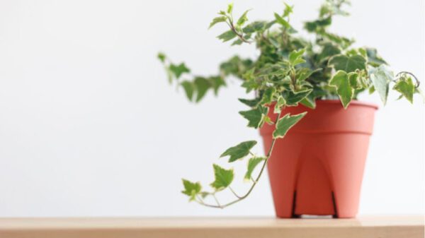 How Adding Plants To Your Bedroom Benefits Sleep - english ivy plant