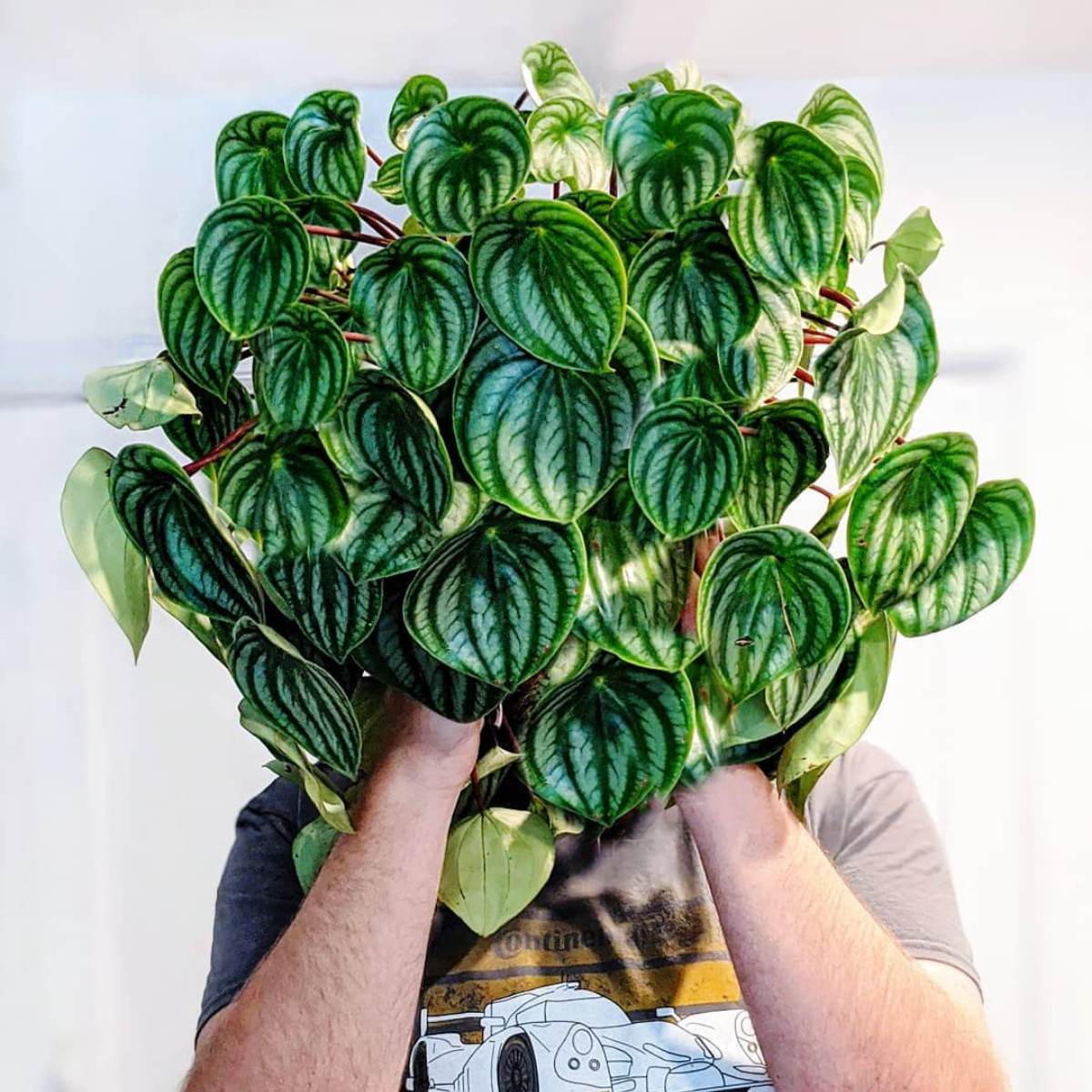 houseplants-with-the-most-unique-leaves-featured
