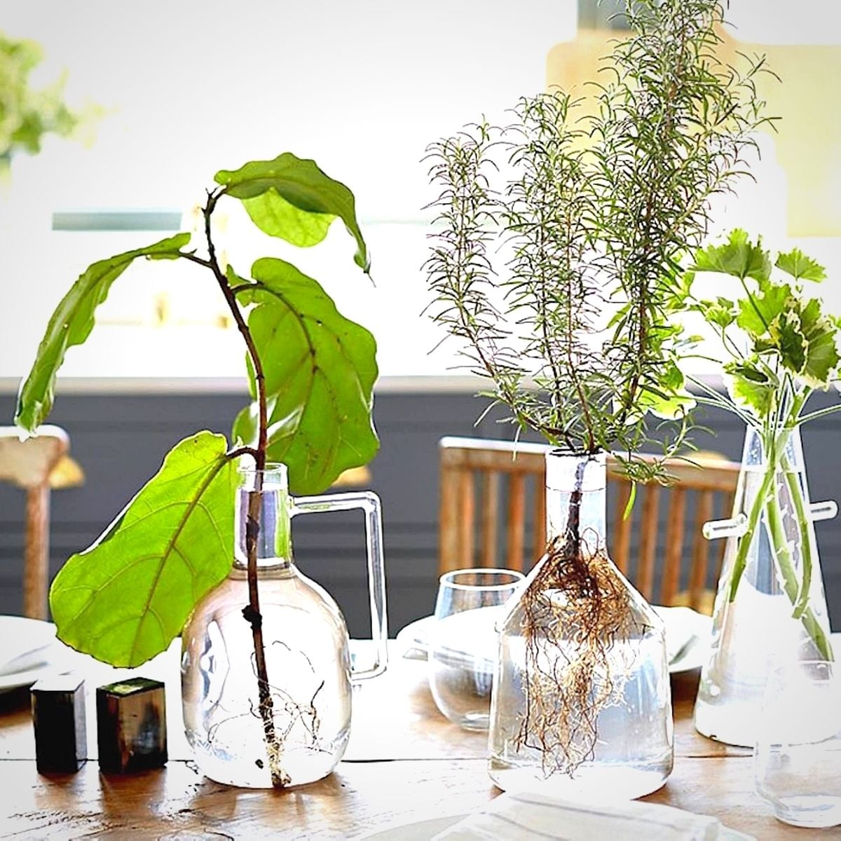 Hydroponics - Indoor Plants Doing Great in Water Only