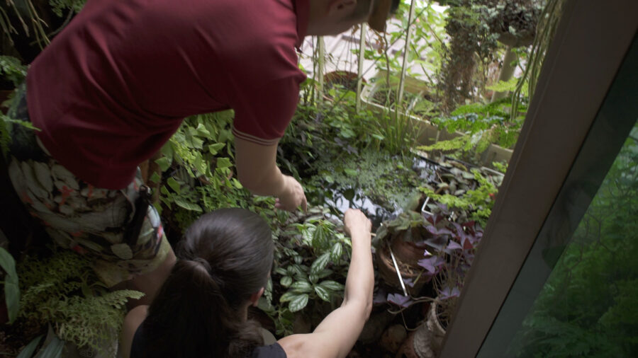 Houseplant home tour in Singapore