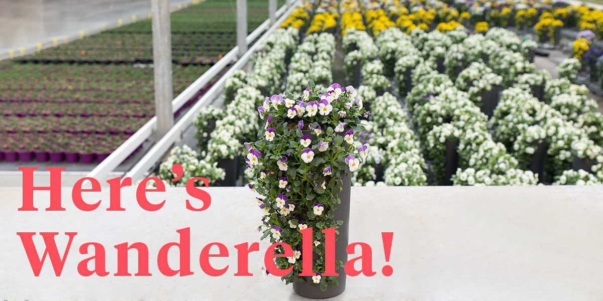 wanderella-brings-your-patio-back-to-life-header