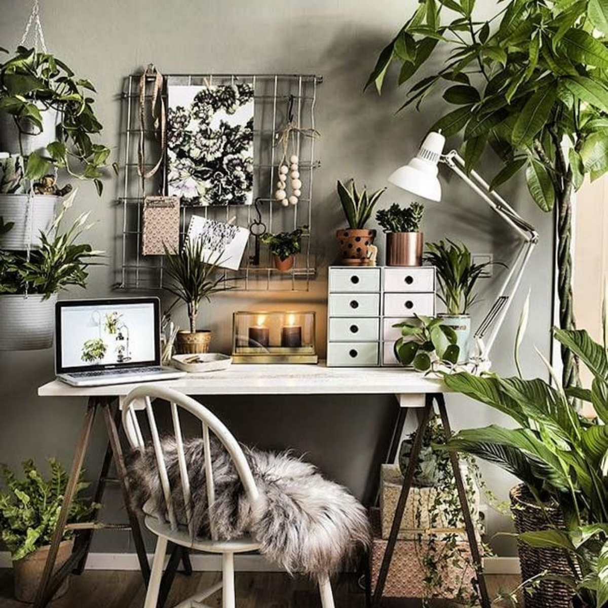 must-have-plants-for-on-your-desk-featured