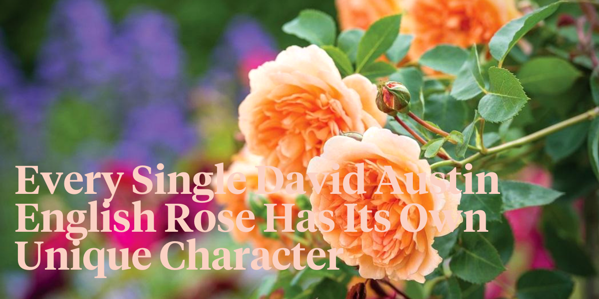 david-austin-roses-inspired-by-great-women-header