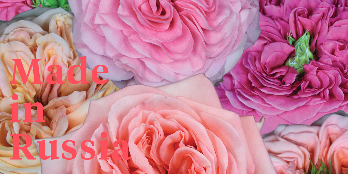 russian-growers-great-roses-header