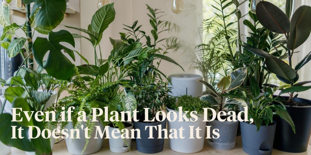 Hacks to Revive a Dead Plant Article onThursd