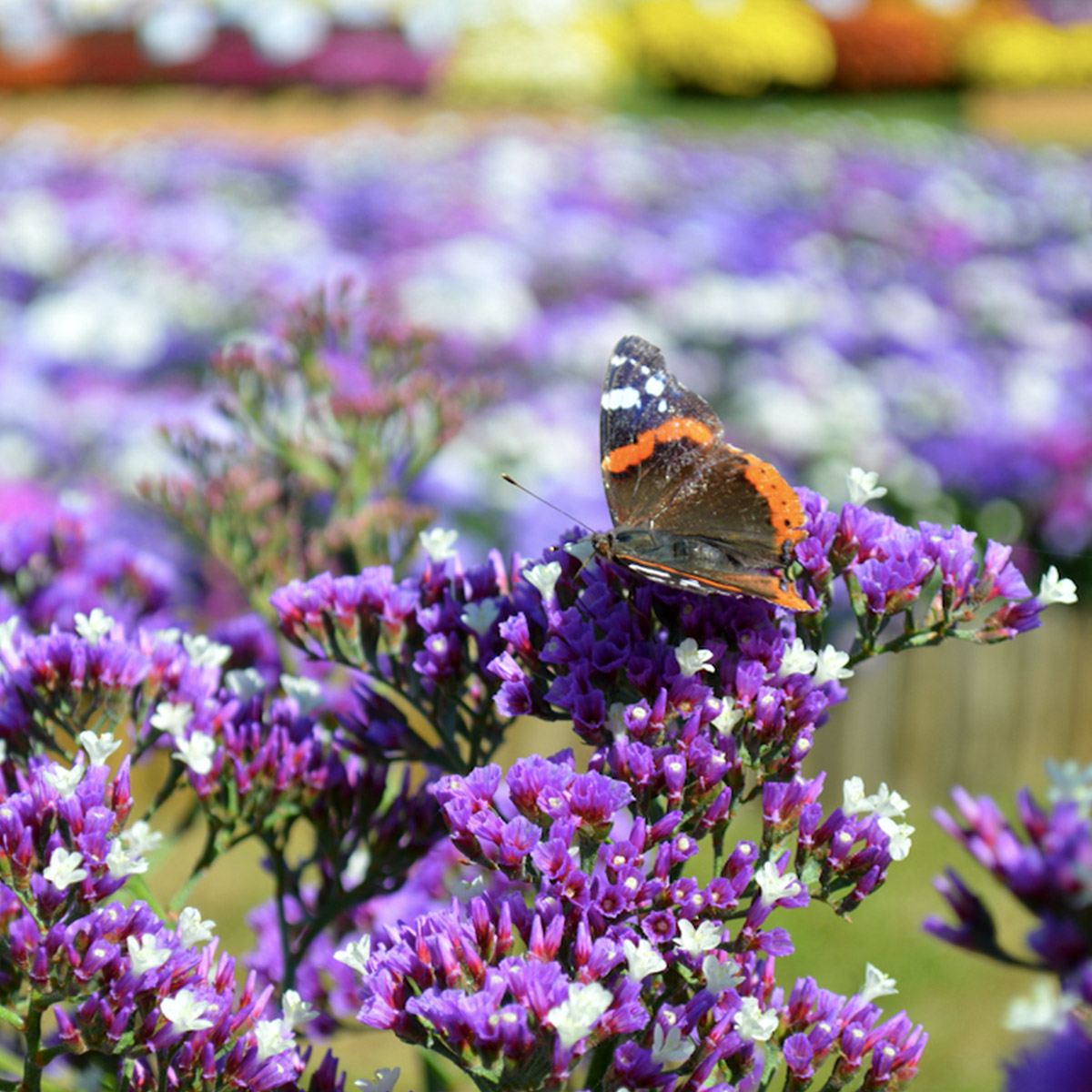 bumblebees-and-butterflies-love-limonium-salt-lake-feature