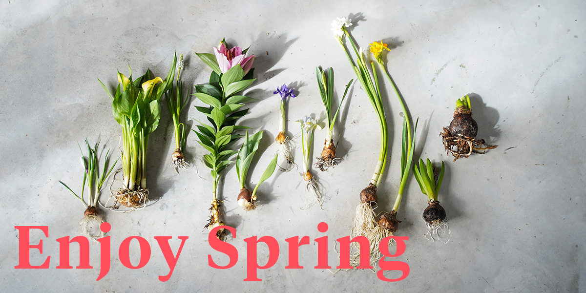 celebrate-spring-with-flowers-and-plants-header