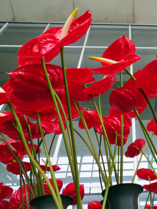 Fiore Calls on Modern Designers to Discover Anthurium