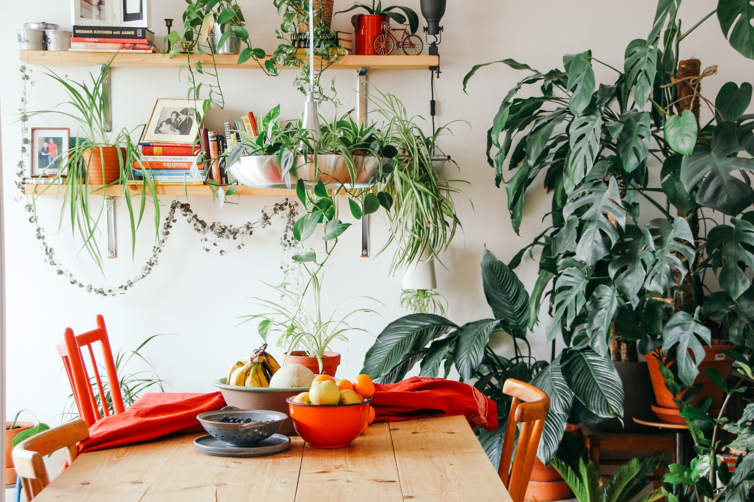 35-best-indoor-plants-that-clean-the-air-and-remove-toxins-featured
