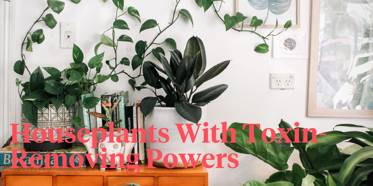 35-best-indoor-plants-that-clean-the-air-and-remove-toxins-header