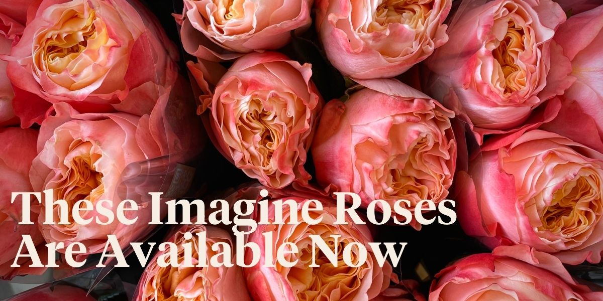 imagine-this-a-new-rose-by-decofresh-with-the-name-imagine-header