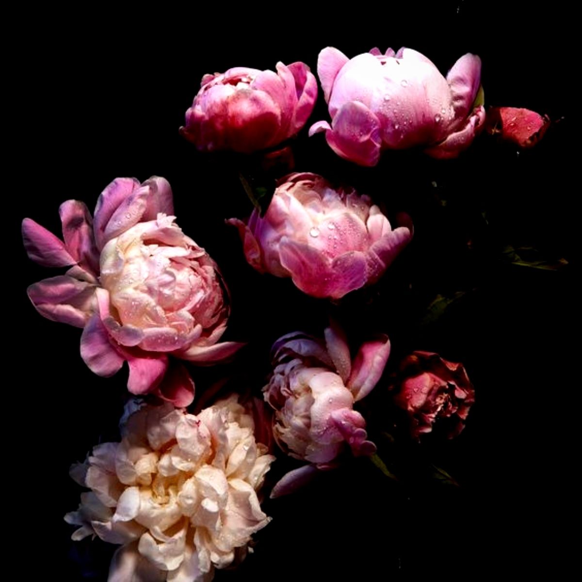everything-you-want-to-know-about-peonies-featured